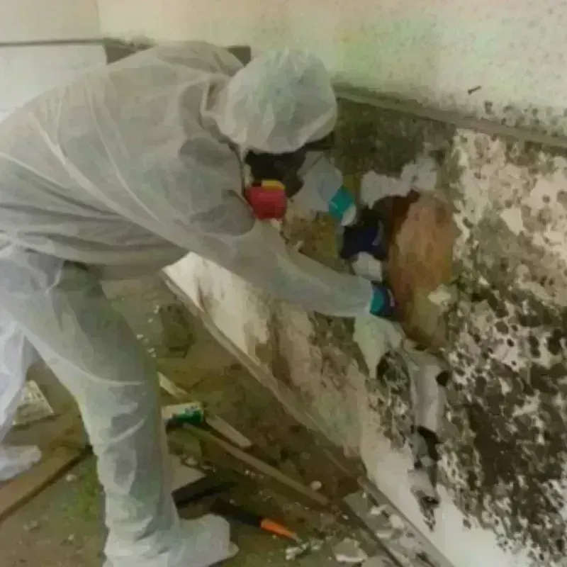 Mold Remediation and Removal in Wilsonville, OR